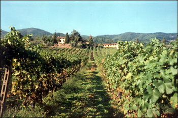 weinanbau